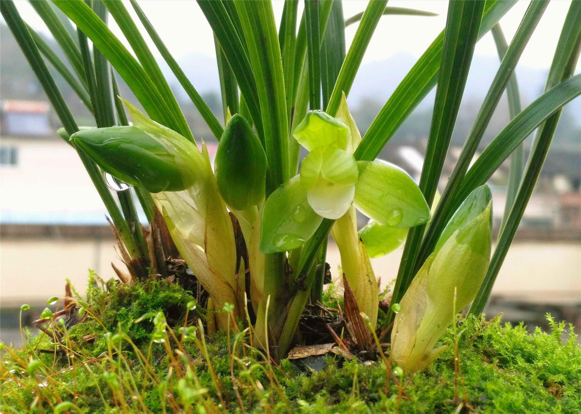 包邮当年开花花名品兰花苗春兰杨氏素荷阳台时令草本花卉