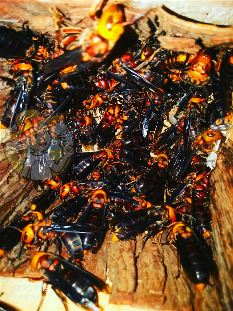 红娘蜂王虎头蜂马蜂胡蜂蜂王土蜂蜂王一对一交配刘氏蜂业