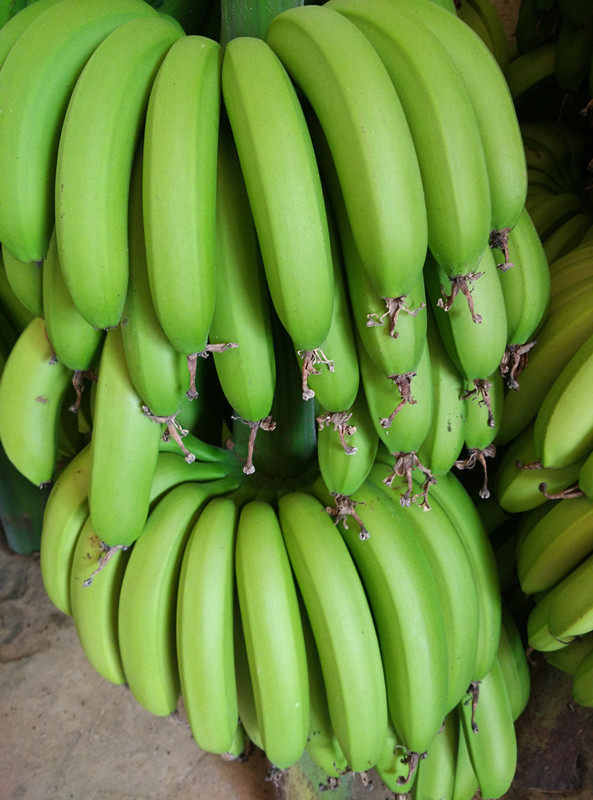 包邮米蕉芭蕉海南粉蕉剂非广东催熟banana新鲜香蕉