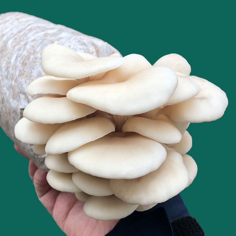 种植蘑菇白平菇菌种大菌包菌棒盆栽食用菌家庭菌包多肉植物