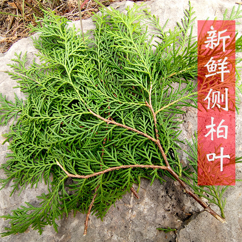 野生新鲜侧柏叶 干侧柏叶 侧伯叶 扁柏叶 侧柏叶粉防脱发黑发生发-mc