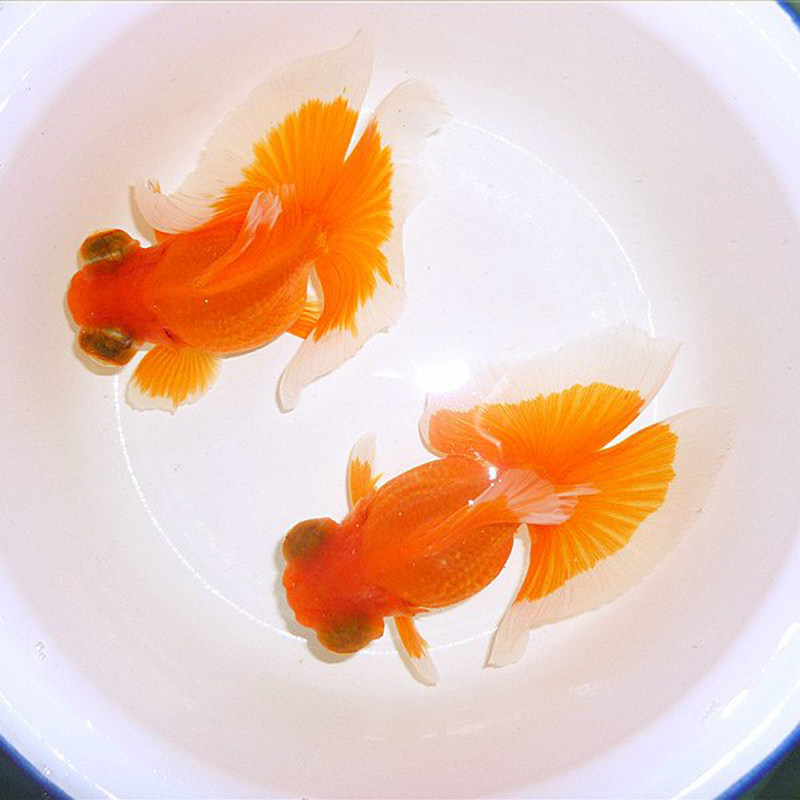 金鱼蝶尾观赏淡水鱼精品花蝶红蝶水族活体宠物鱼