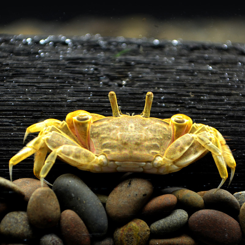 辣椒水陆迷你谭氏泥蟹观赏蟹包邮草缸活体宠物蟹