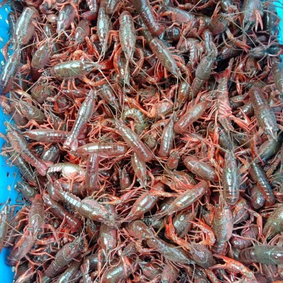 5斤包邮盱眙小龙虾苗活幼苗种苗报卵种虾孕淡水活虾