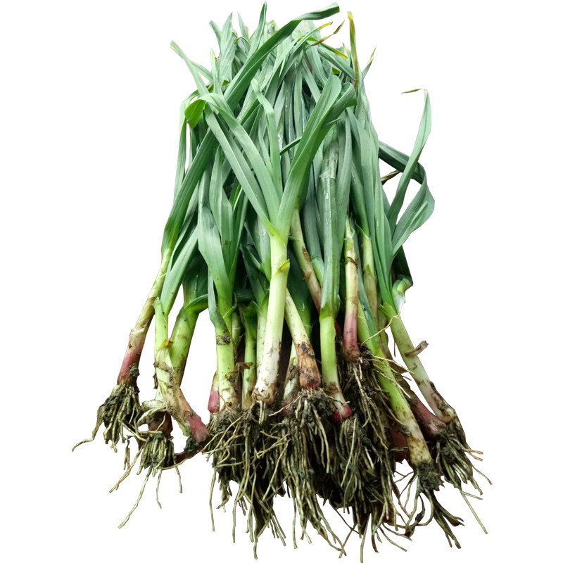 四川香蒜苗回锅肉青蒜苗大蒜叶绿色蔬菜有机蒜苗蔬菜一件四斤包邮