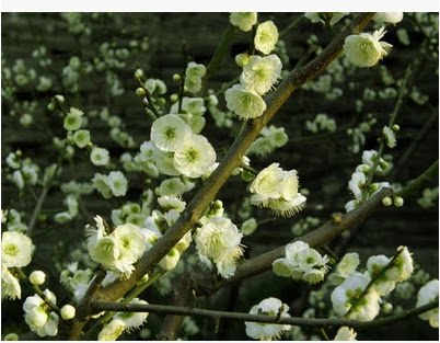 绿梅盆景树桩盆栽浓香耐寒绿萼梅花花苗阳台绿植