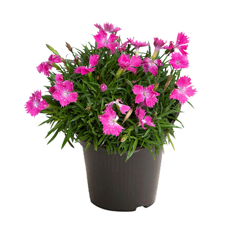 石竹初吻盆栽四季开花草坪耐寒地被绿植石竹花时令草本花卉