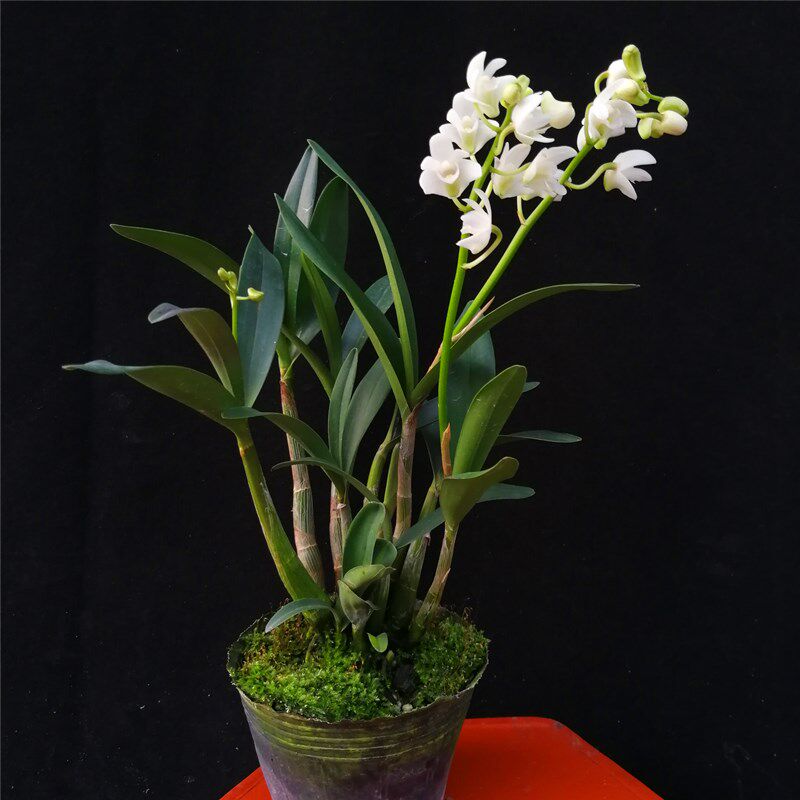 正宗澳洲香水石斛兰白泼墨四季开花花卉室内时令草本花卉