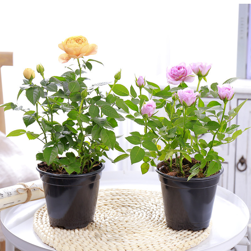 四季开花玫瑰花盆栽带花室内冬季好养植物客厅时令草本花卉