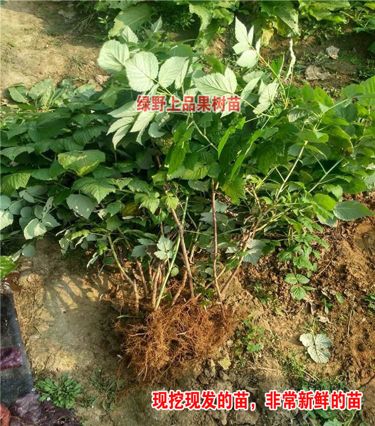 双季红树莓苗灯笼果黑黄莓覆盆子南北方地栽盆栽阳台种植野生浆果