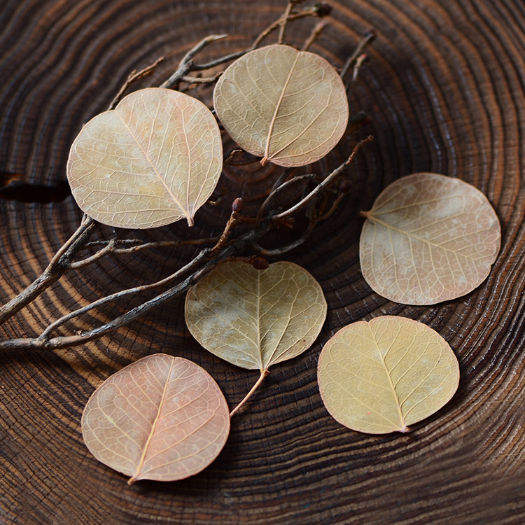 干花相框蜡烛香薰花环永生花永生叶子菩提小叶干花