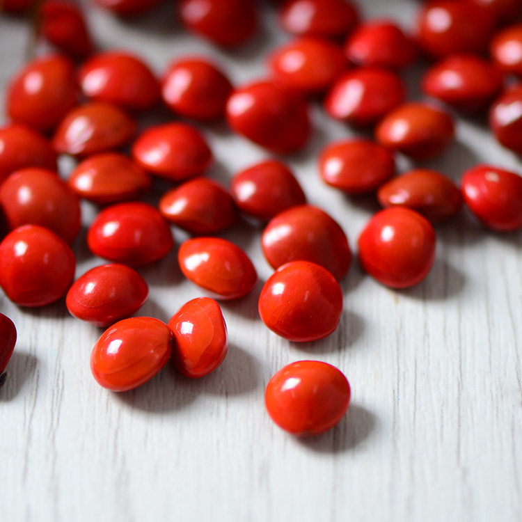 红豆相思豆天然创意节日礼品居家橱窗摆设爱情礼物干花