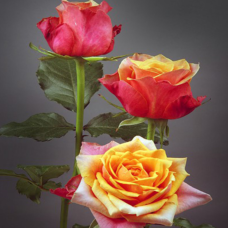 樱桃白兰地月季花大苗盆栽庭院特大浓香四季开复色花卉