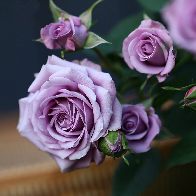 紫精灵微型月季月季花花苗薰衣草女神阳台花园四季时令草本花卉