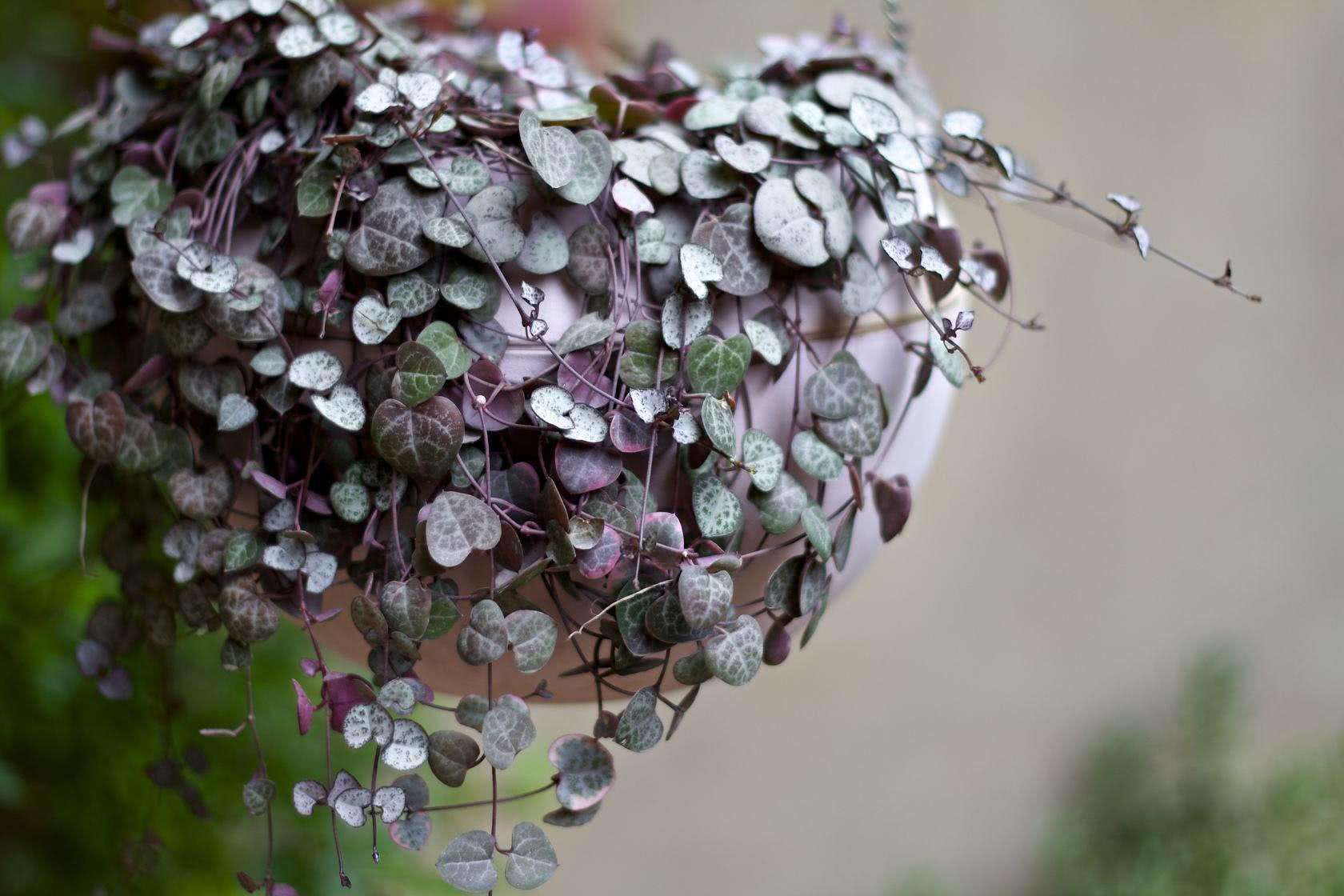 垂吊花卉多肉植物爱之蔓锦吊兰盆栽多肉植物