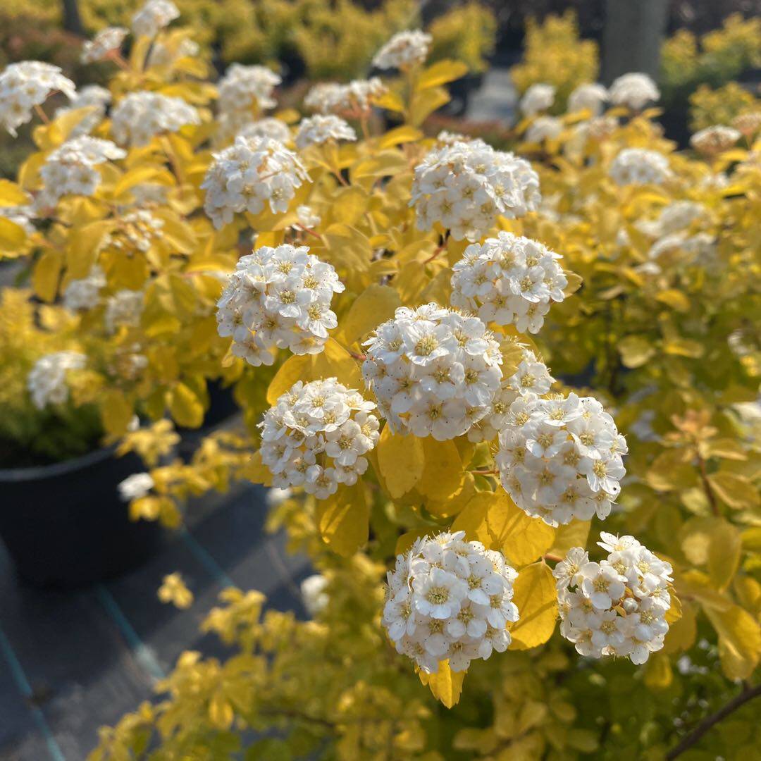 花苗绣线黄金喷泉盆栽彩叶菊菱叶菊花阳台庭院时令草本花卉