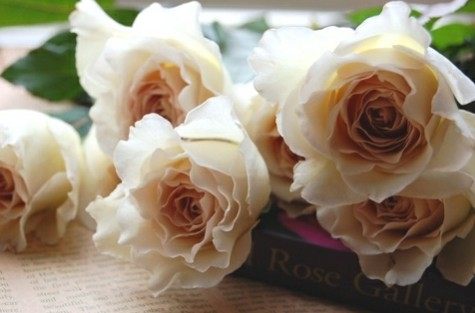 萨沙天使月季花大苗特大浓香复古古色四季开花时令草本花卉