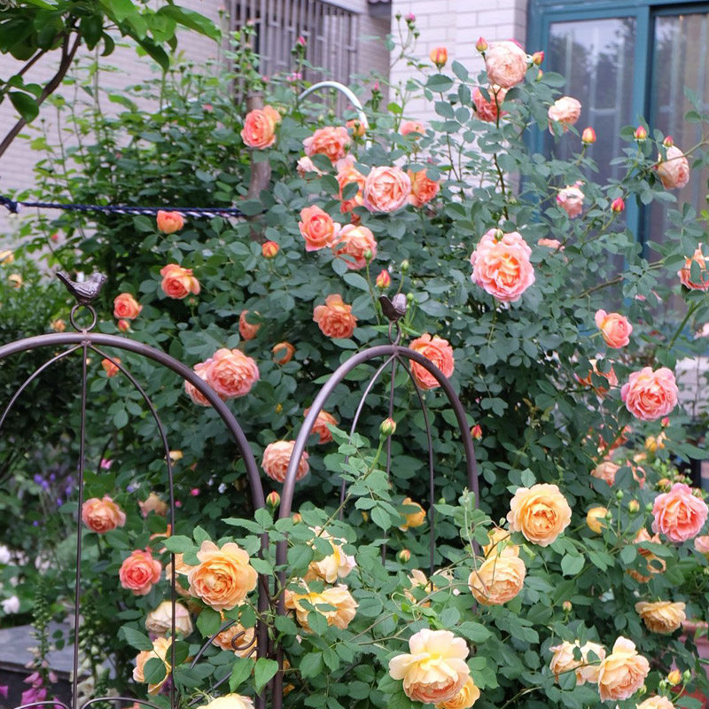 藤本月季夏洛特夫人阳台爬藤花卉植物盆栽四季开大时令草本花卉