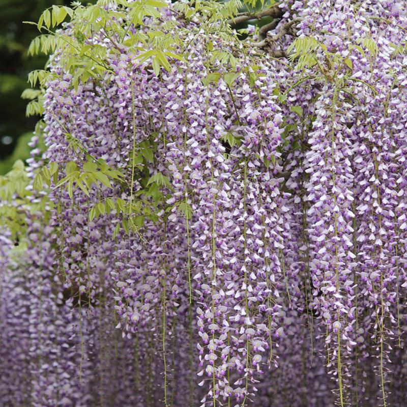 熊野紫藤花树苗爬藤植物盆栽庭院花架栅栏紫藤萝时令草本花卉