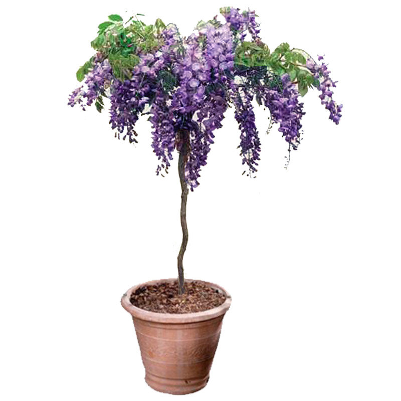 紫藤花树苗盆栽四季攀援花卉爬藤绿植植物别墅时令草本花卉