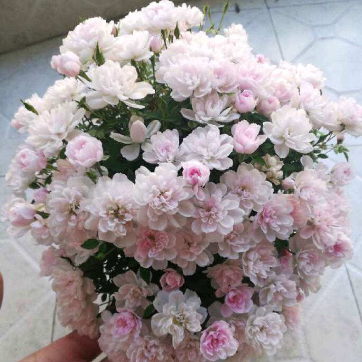 月季日本姬乙女超微蔷薇迷你盆景阳台桌面四季花开月季