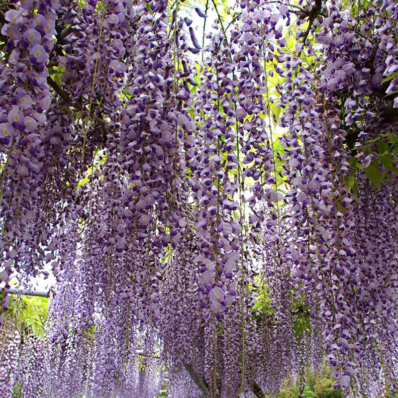 熊野紫藤花树苗爬藤植物盆栽庭院花架栅栏紫藤萝时令草本花卉
