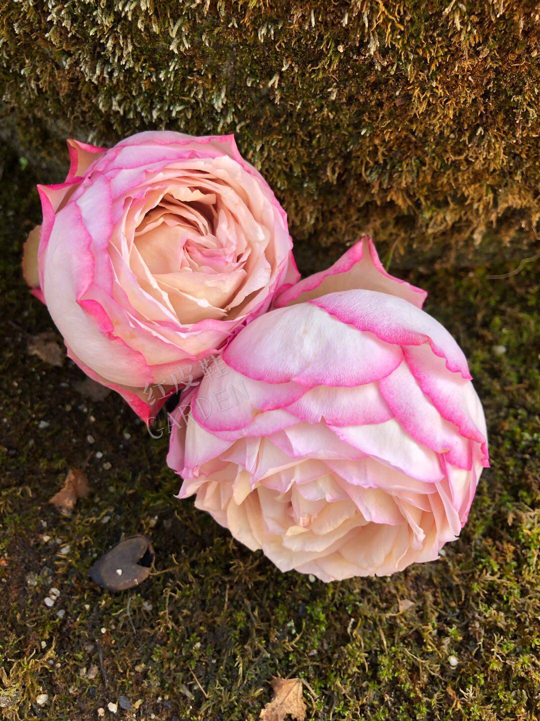 伊芙沙漠玫瑰月季花大苗浓香特大四季灌木阳台时令草本花卉