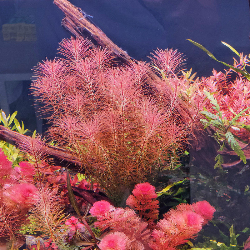 红松尾细叶红色水草阴性无需二氧化碳后景鱼缸草缸装饰造景