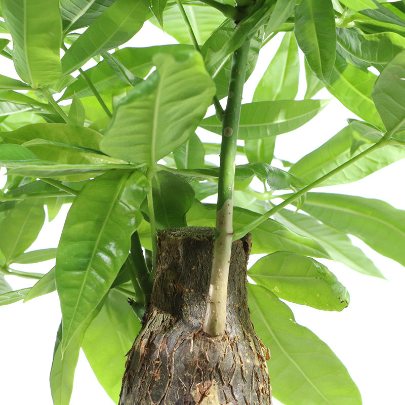 大叶发财树盆栽绿植植物四季观赏花卉办公办公室绿植