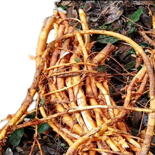 野生中药材穿破石构棘根小柘树根九层皮山荔枝金腰带新鲜晒干包邮