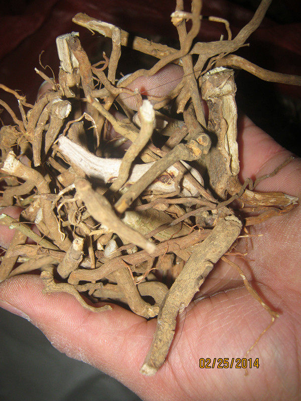 小虎刺雀朝天寿星千口虎刺根绣花针药材中草天然甘草