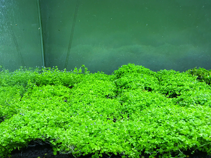 速成懒人造景活体水草爬地珍珠大珍珠网片鱼缸水草