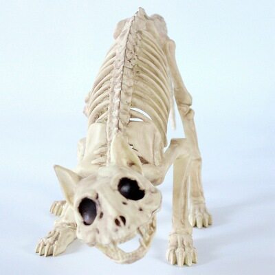 仿真狗狗小猫眼镜蛇动物骨骼标本儿童摆件教学摆件