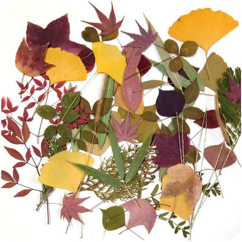 新款天然植物标本干花银杏枫树树叶幼儿手工干花