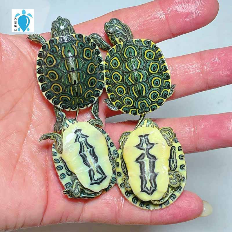 大河甜甜圈龟苗乌龟活体火焰东西东西南南锦宠物龟