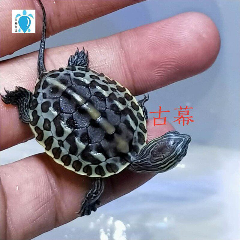 乌龟花龟活体珍珠宠物观赏长寿招财龟