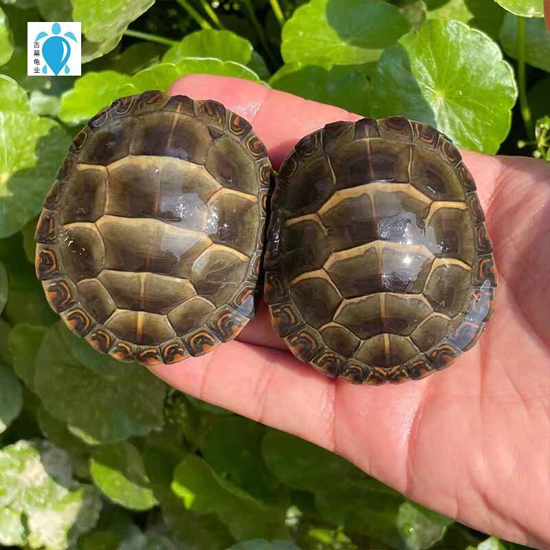 东锦龟苗小乌龟活物宠物龟纯腹彩龟发色观赏龟外龟