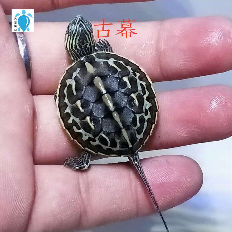 乌龟花龟活体珍珠宠物观赏长寿招财龟
