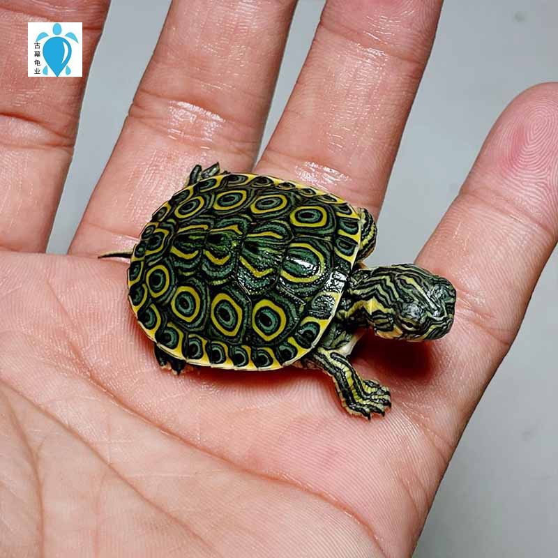 大河甜甜圈龟苗乌龟活体火焰东西东西南南锦宠物龟