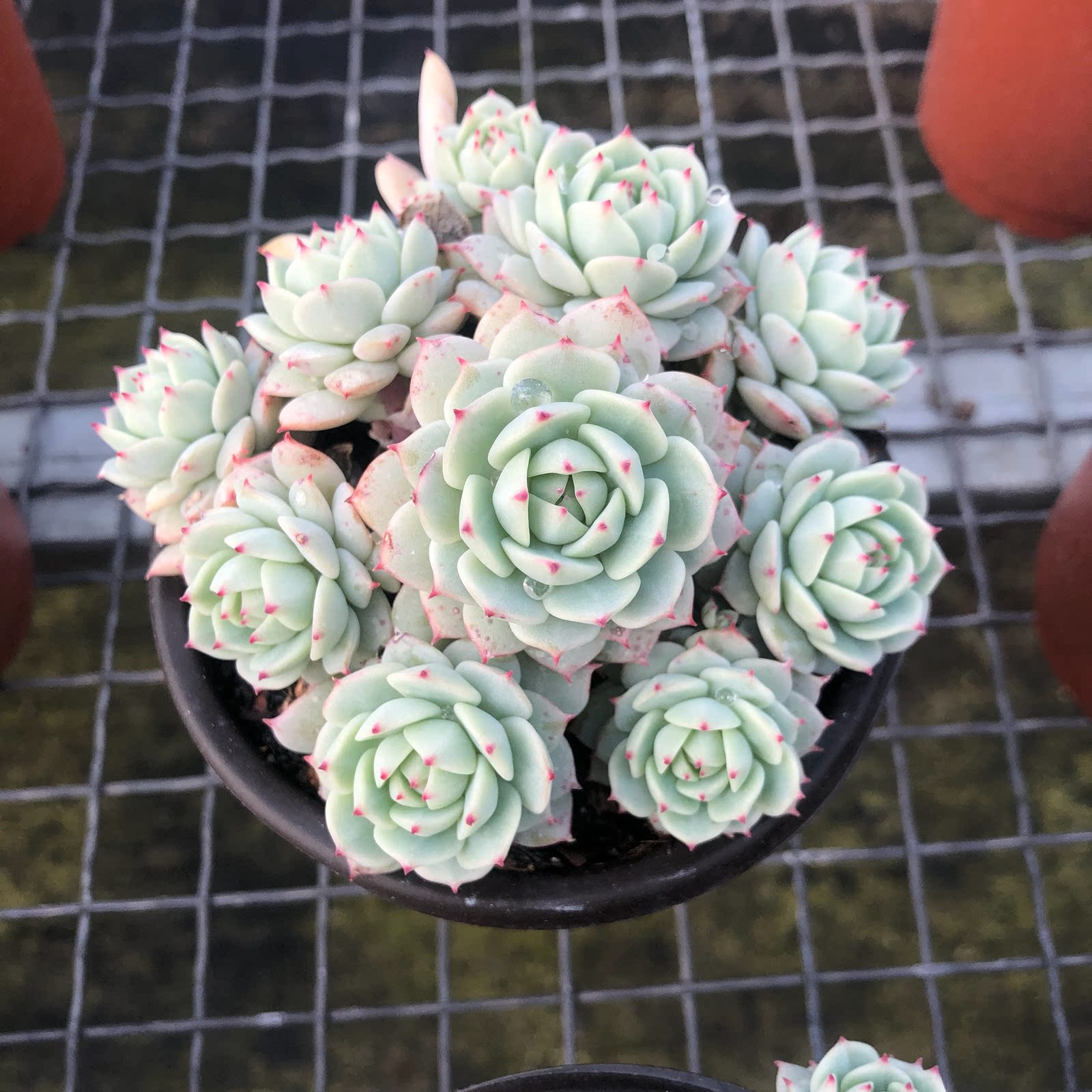 dk静夜群生老桩 新船长多肉植物 一物一拍盆栽植物 亦花亦水精植