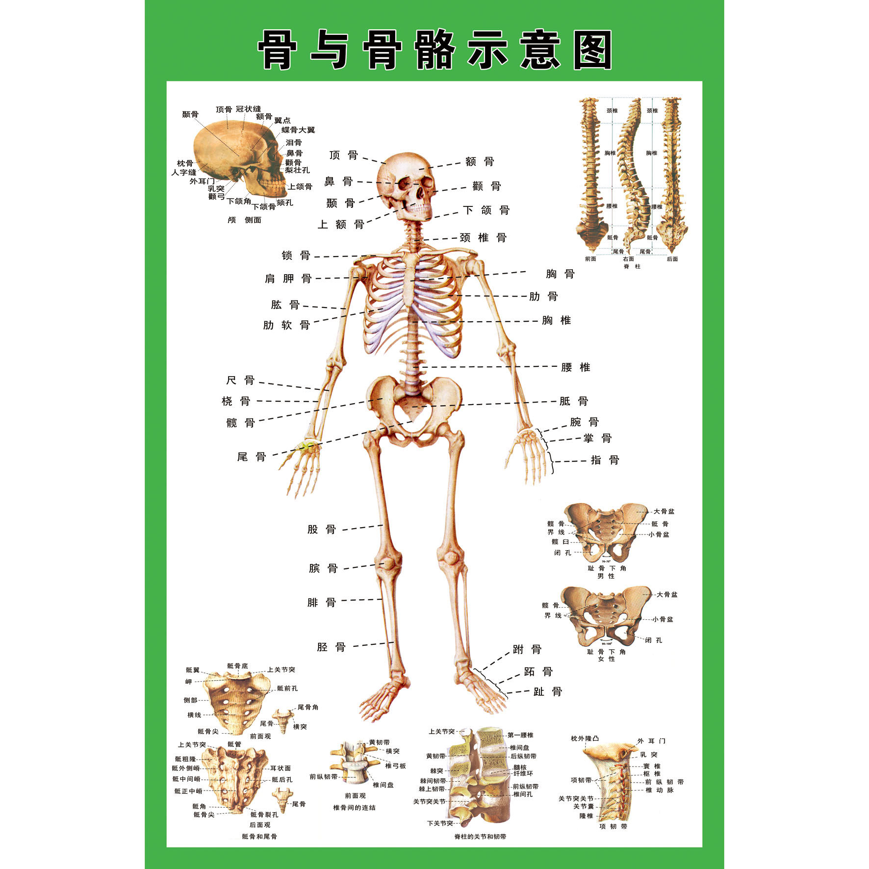 结构示意图解剖人体全身骨骼肌肉医院海报展板写真