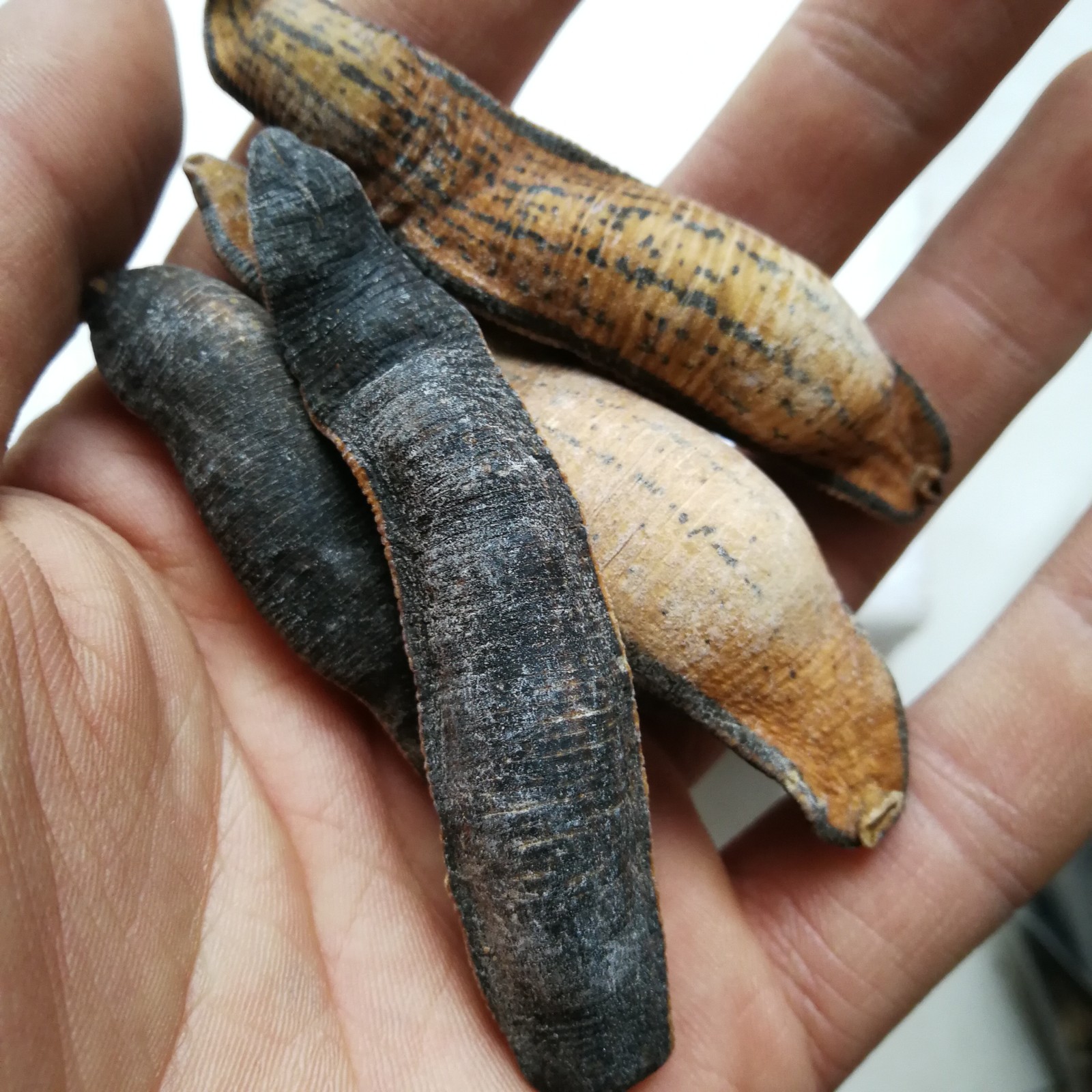 水蛭制水250克中药材蚂蝗马鳖正品其他药食同源食品