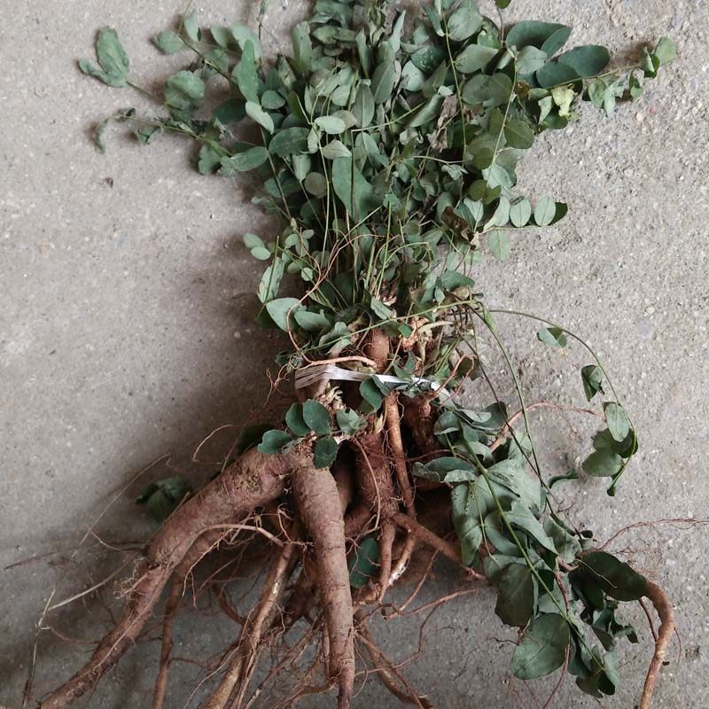 地丁野生新鲜紫花草地丁根萝卜甜地丁米口袋其他药食同源食品