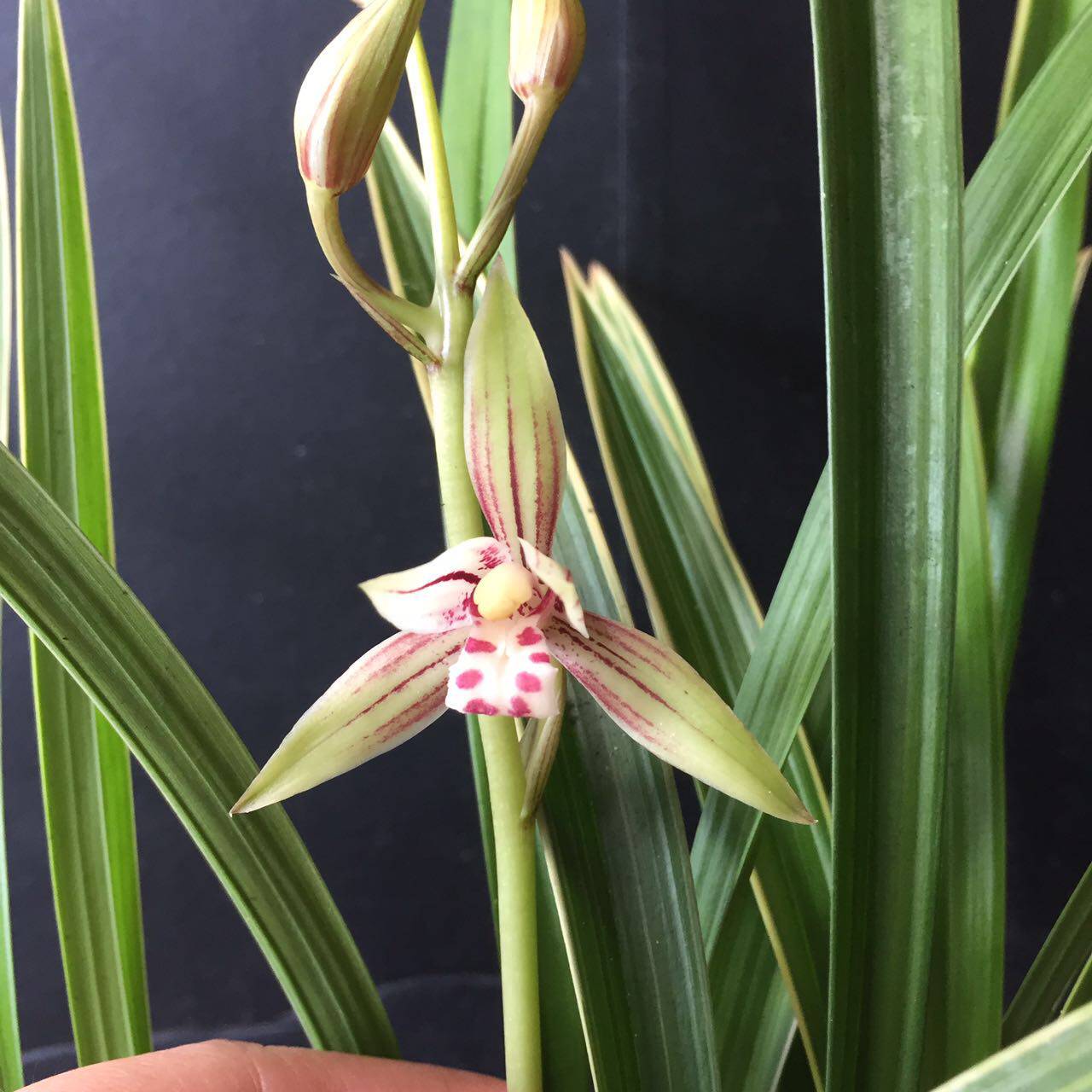 兰花花苗黄金彩虹夏季花苞建兰四季室内盆栽时令草本花卉