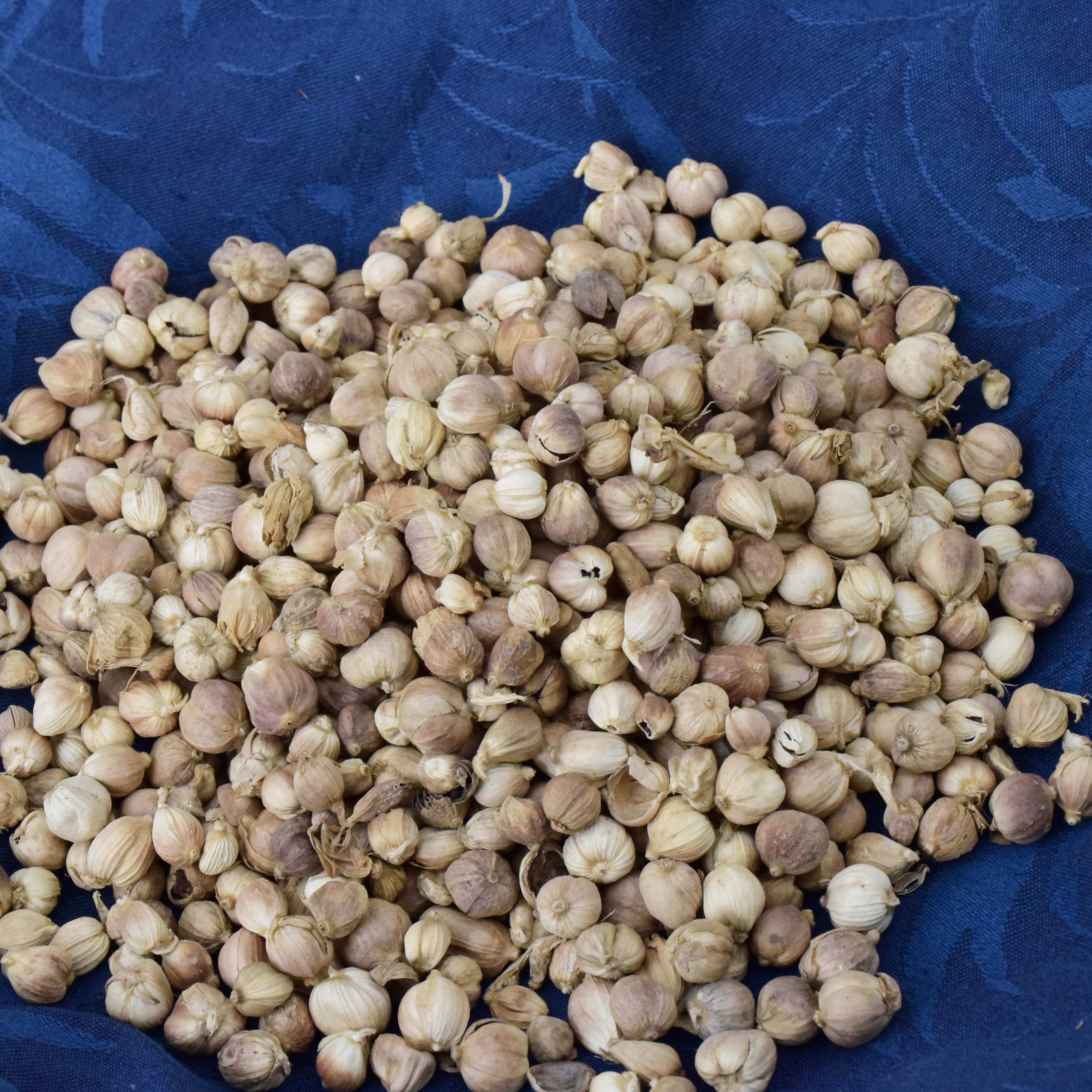 白扣白豆蔻寇无香料调料500g本色纯干足干全干花椒