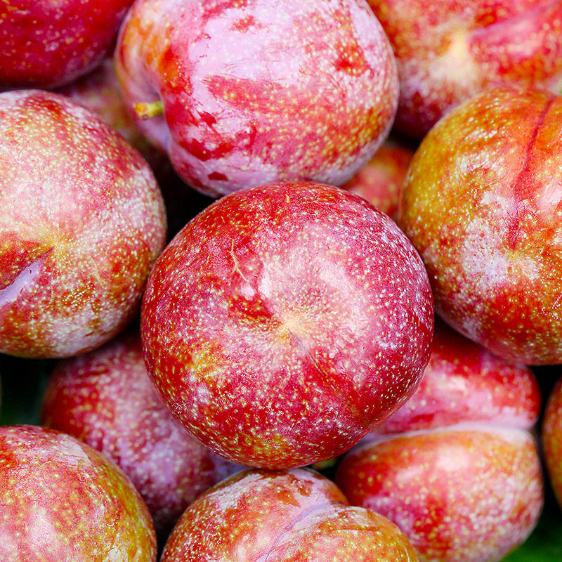 正宗红心顺丰5斤水果孕妇早熟李子脆甜钱排李子