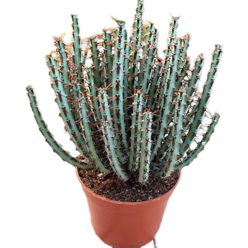 铜绿麒麟创意群生多肉植物组合小盆盆栽孔雀开屏多肉植物