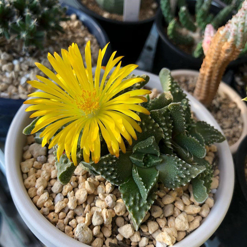 狂澜怒涛多肉植物稀有冷门四海海波趣味办公室多肉植物