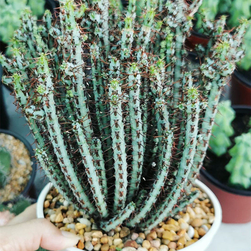 铜绿麒麟创意群生多肉植物组合小盆盆栽孔雀开屏多肉植物