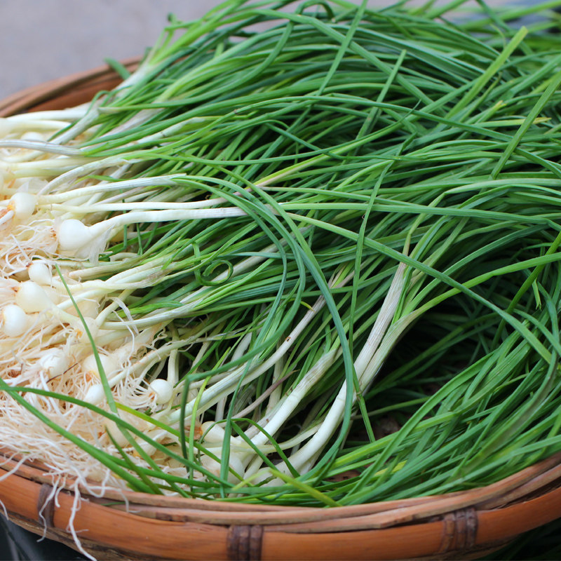 新鲜蒜胡藠头野生白野生葱薤小根野葱野菜湖南葱类